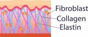 FIbroblast Collagen and Elastin support dermis and epidermis for healthy skin cells