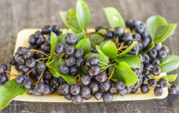 Chokeberry antioxidant rich in polyphenols