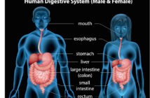 male and female human digestive system overview