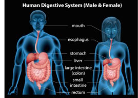 The Human Digestive System in Action