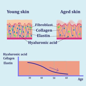 diagram of skin dermis epidermis collagen elastin hyaluronic acid